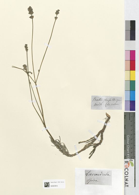 Lavandula spica (Lamiaceae)