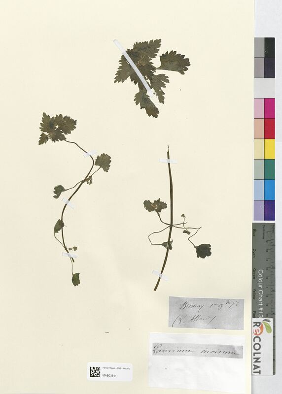 Lamium incisum (Lamiaceae)