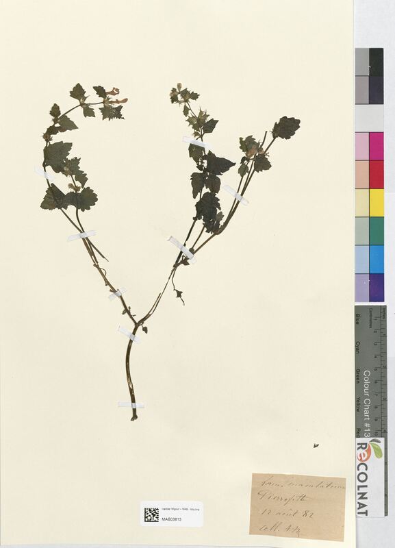 Lamium maculatum (Lamiaceae)