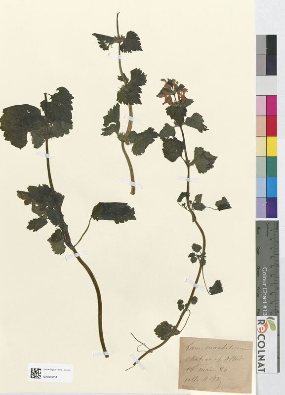 Lamium maculatum (Lamiaceae)