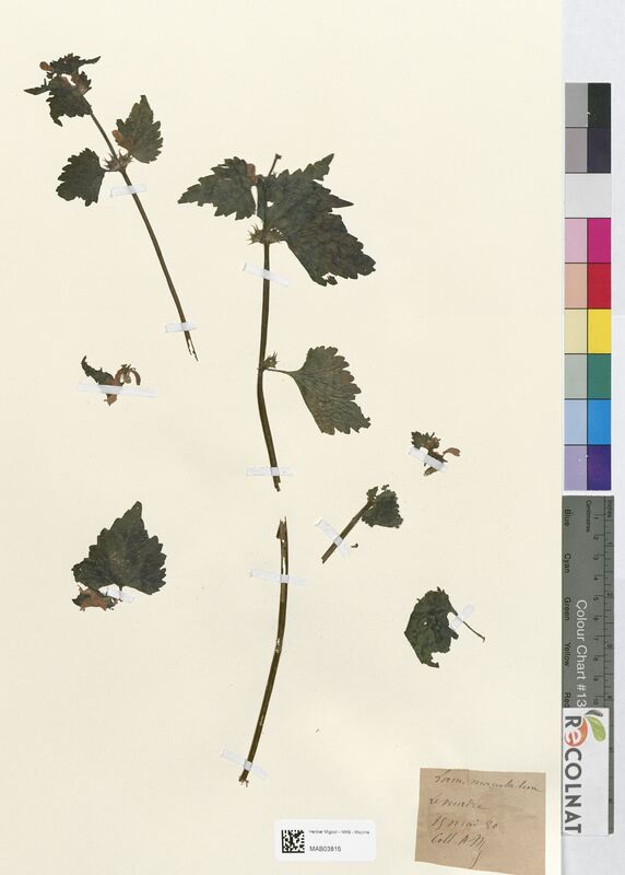 Lamium maculatum (Lamiaceae)