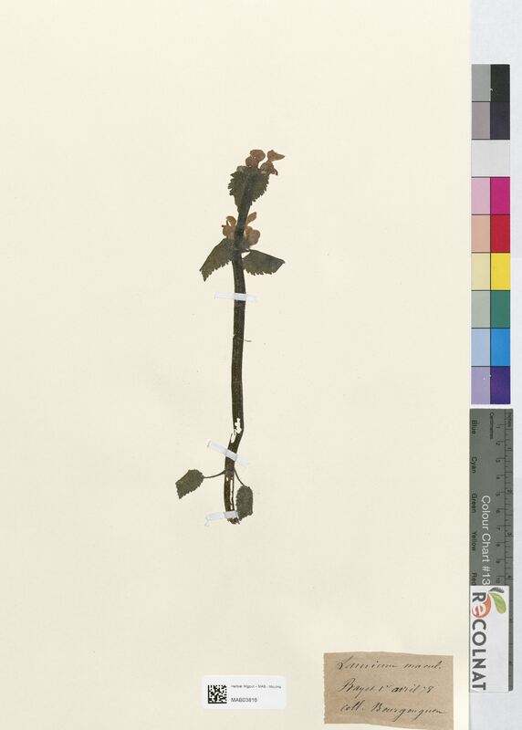 Lamium maculatum (Lamiaceae)