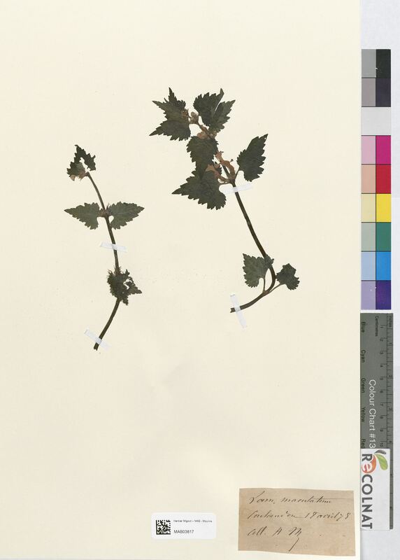 Lamium maculatum (Lamiaceae)