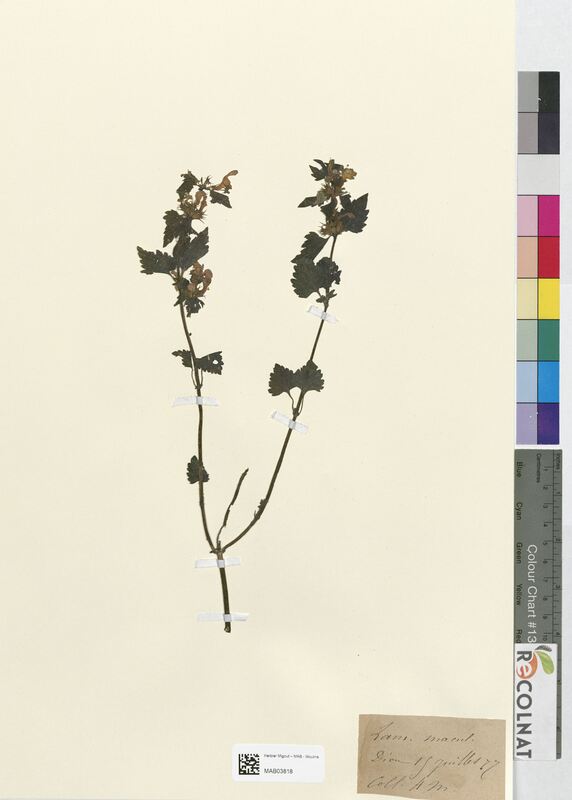 Lamium maculatum (Lamiaceae)