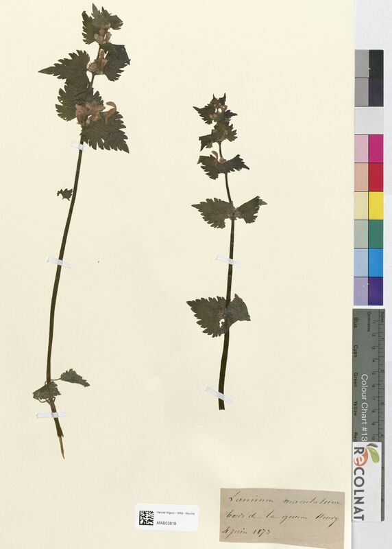Lamium maculatum (Lamiaceae)