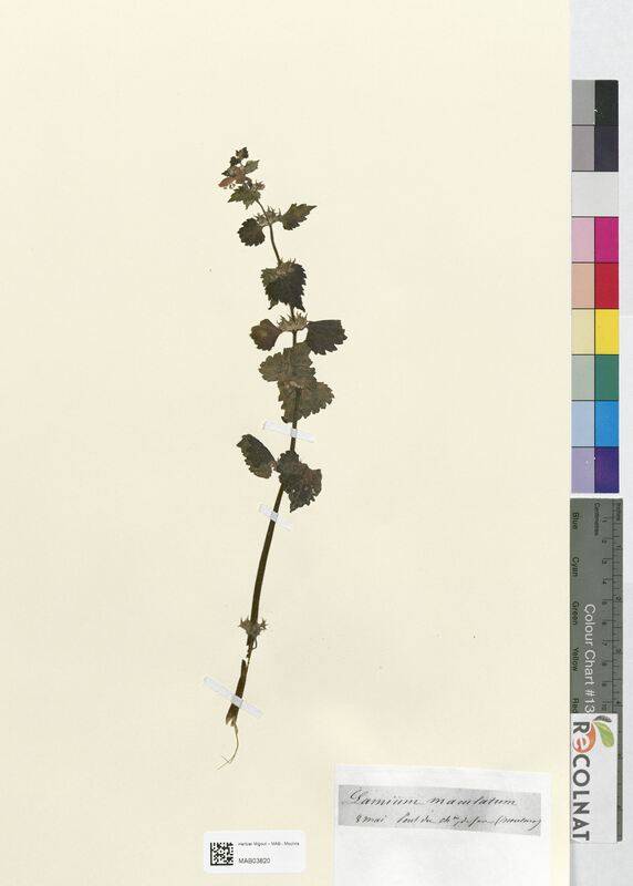 Lamium maculatum (Lamiaceae)