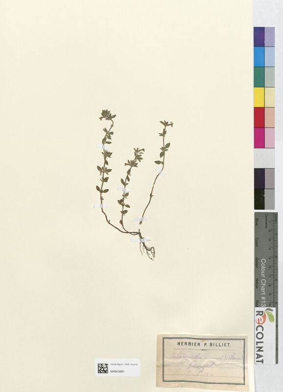 Calamintha acynos (Lamiaceae)