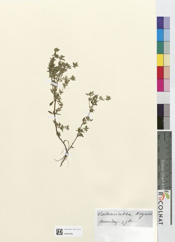 Calamintha acynos (Lamiaceae)