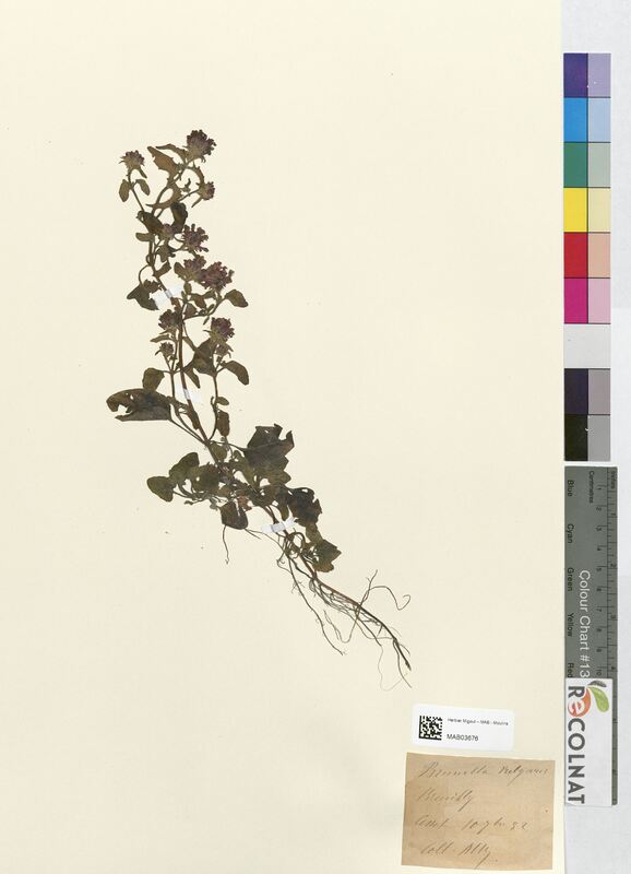 Brunella vulgaris (Lamiaceae)