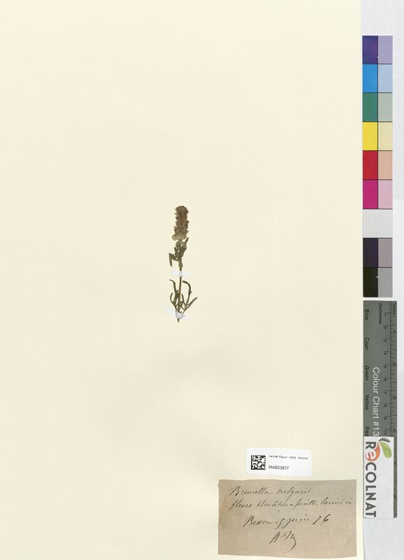 Brunella vulgaris (Lamiaceae)