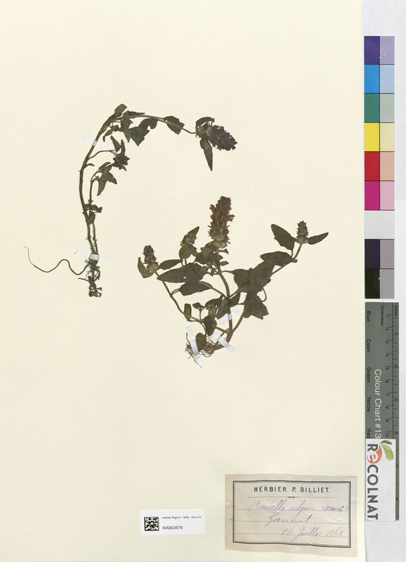 Brunella vulgaris (Lamiaceae)