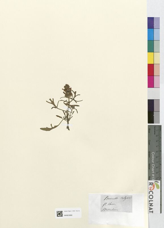 Brunella vulgaris (Lamiaceae)