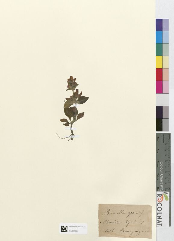 Brunella grandiflora (Lamiaceae)