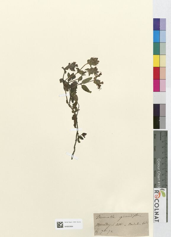 Brunella grandiflora (Lamiaceae)