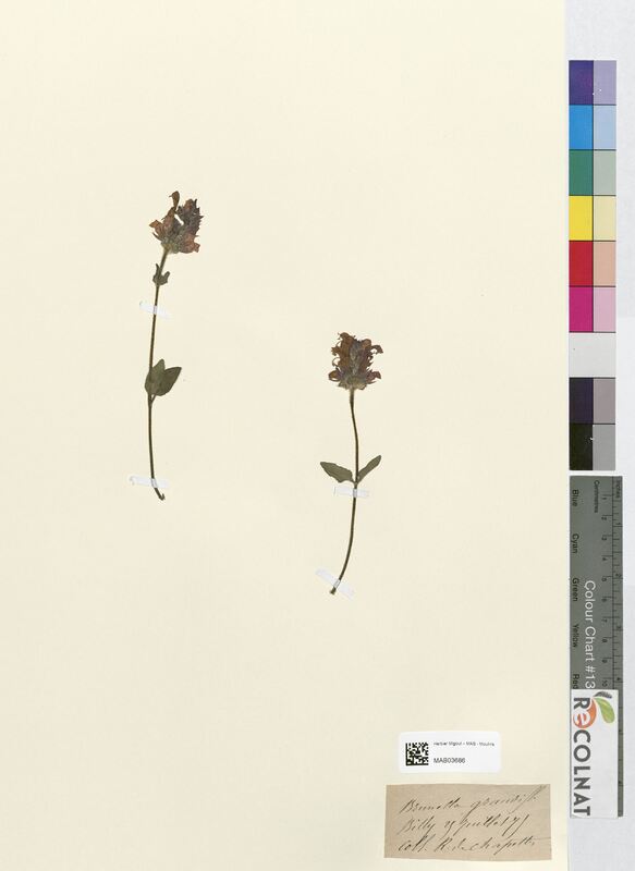 Brunella grandiflora (Lamiaceae)