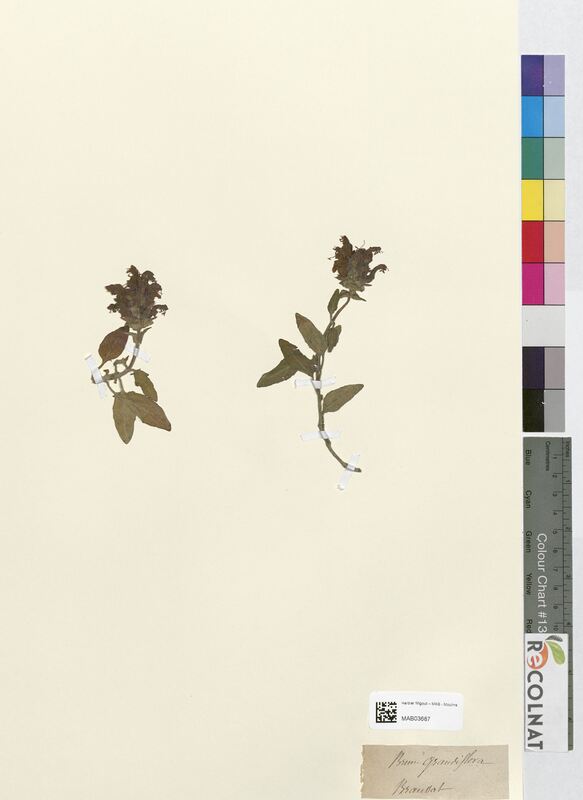 Brunella grandiflora (Lamiaceae)