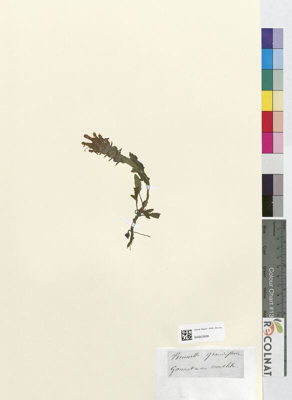 Brunella grandiflora (Lamiaceae)