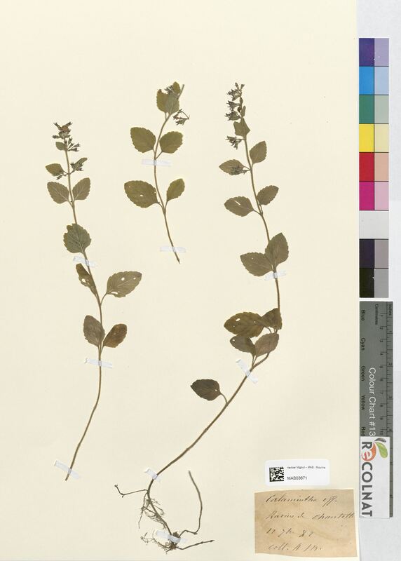 Calamintha officinalis (Lamiaceae)