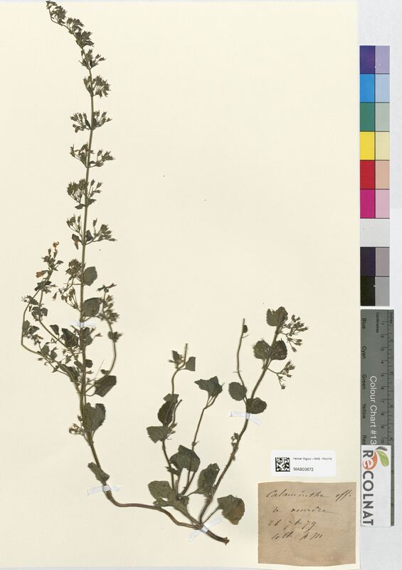 Calamintha officinalis (Lamiaceae)
