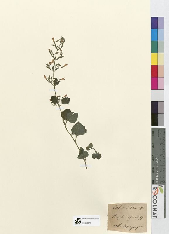 Calamintha officinalis (Lamiaceae)