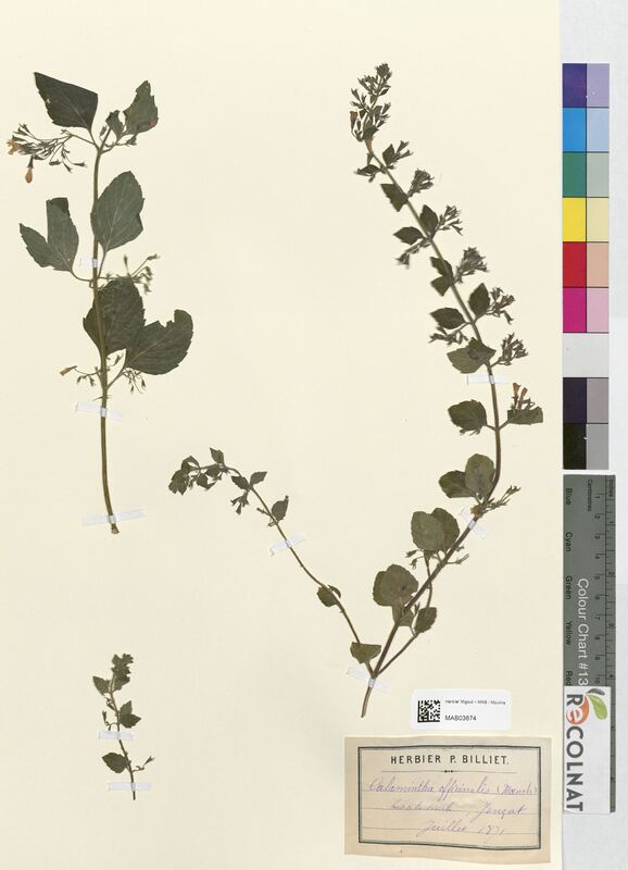 Calamintha officinalis (Lamiaceae)