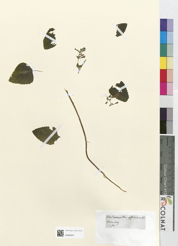 Calamintha officinalis (Lamiaceae)