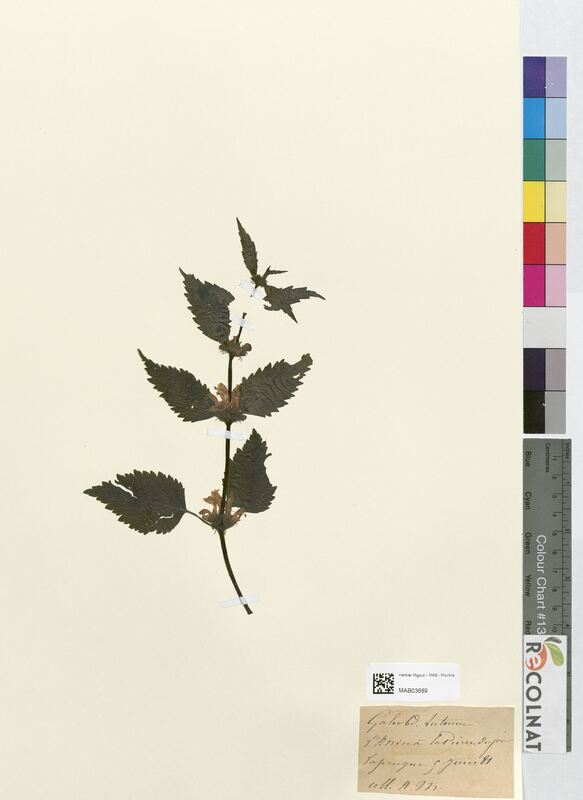 Galeobdolon luteum (Lamiaceae)