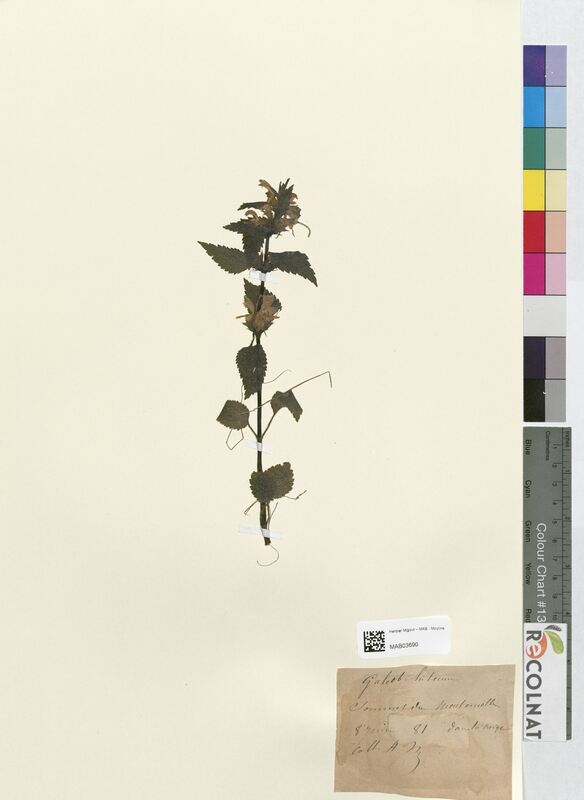 Galeobdolon luteum (Lamiaceae)