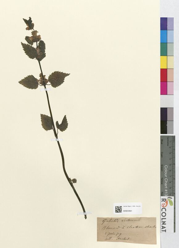 Galeobdolon luteum (Lamiaceae)