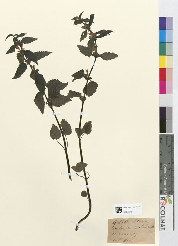 Galeobdolon luteum (Lamiaceae)