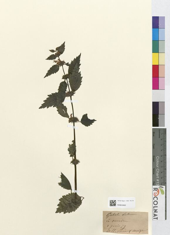 Galeobdolon luteum (Lamiaceae)