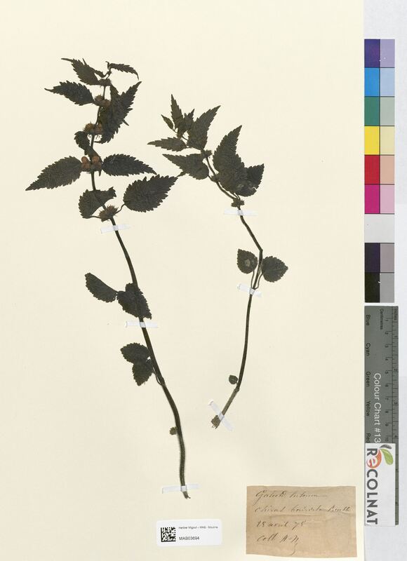 Galeobdolon luteum (Lamiaceae)