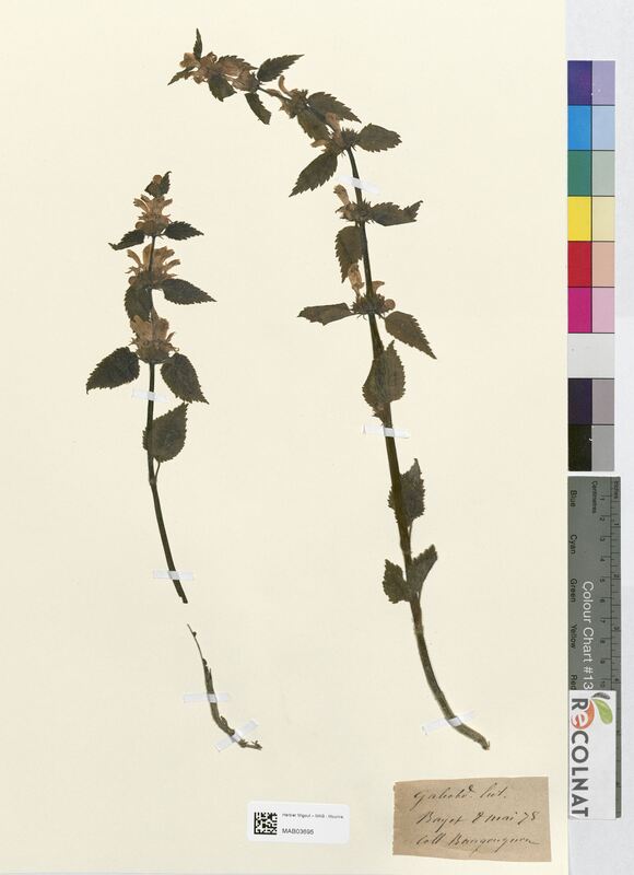 Galeobdolon luteum (Lamiaceae)