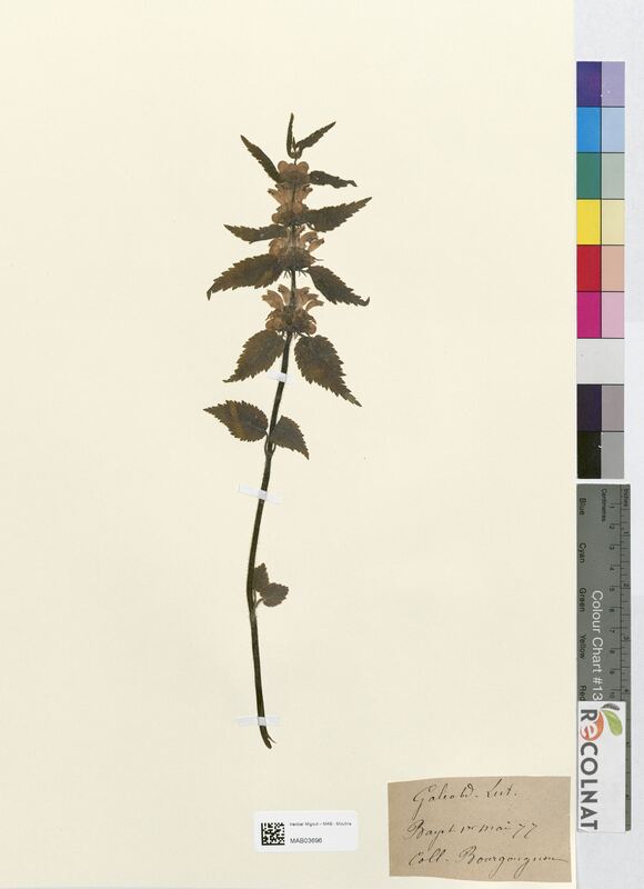 Galeobdolon luteum (Lamiaceae)