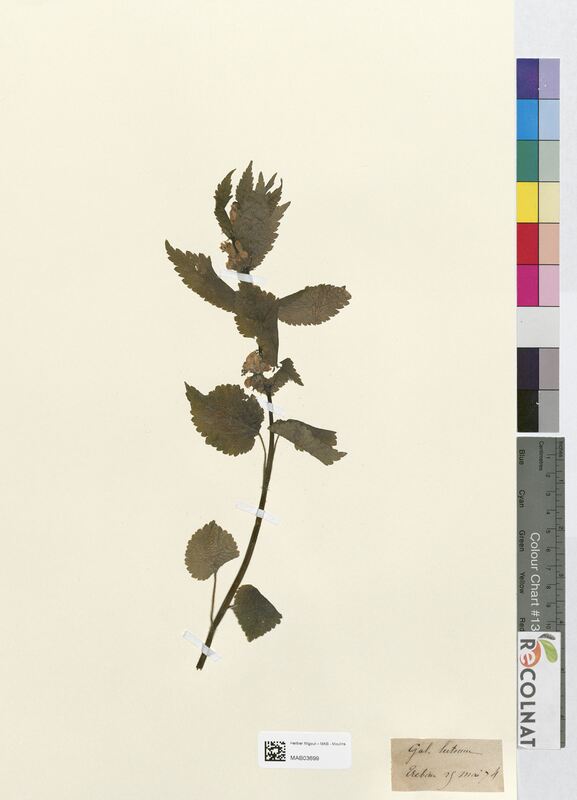 Galeobdolon luteum (Lamiaceae)