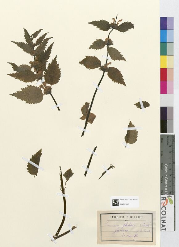 Lamium galeobdolon (Lamiaceae)