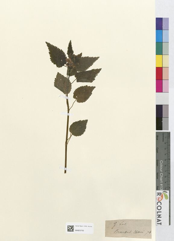 Galeobdolon luteum (Lamiaceae)