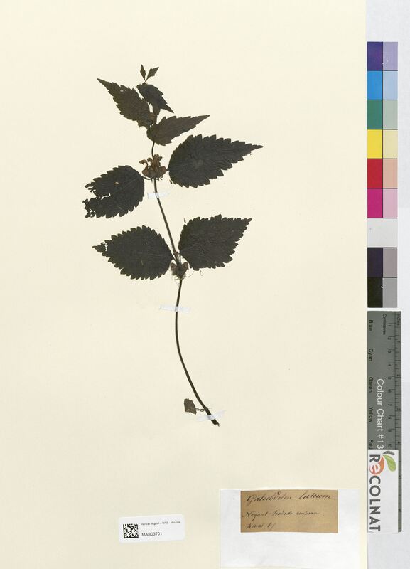 Galeobdolon luteum (Lamiaceae)