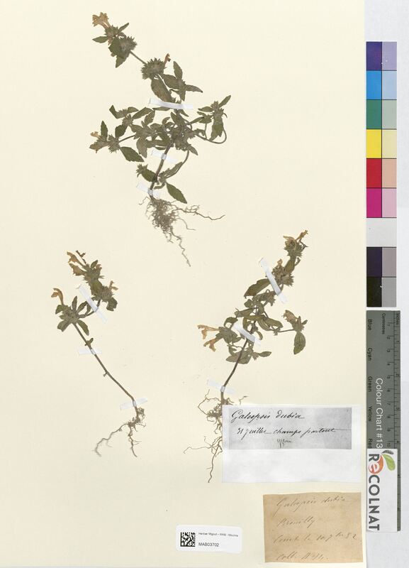 Galeopsis dubia (Lamiaceae)