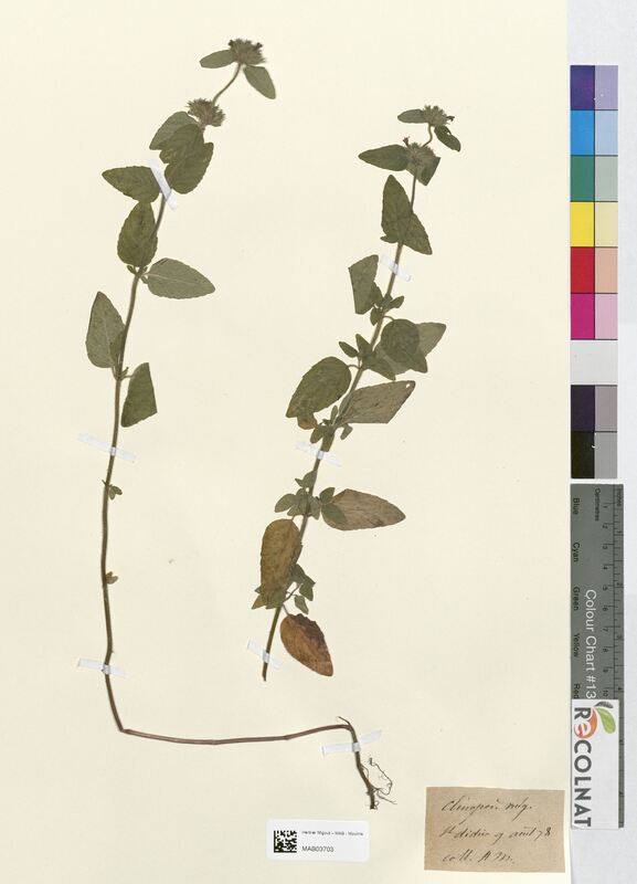 Clinopodium vulgare (Lamiaceae)