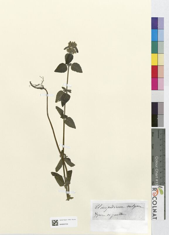 Clinopodium vulgare (Lamiaceae)