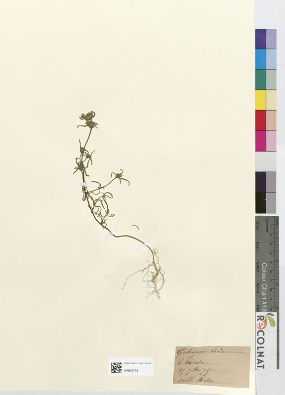 Galeopsis ladanum (Lamiaceae)