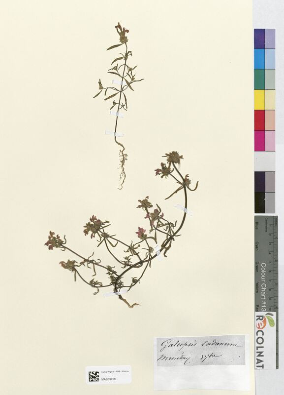 Galeopsis ladanum (Lamiaceae)