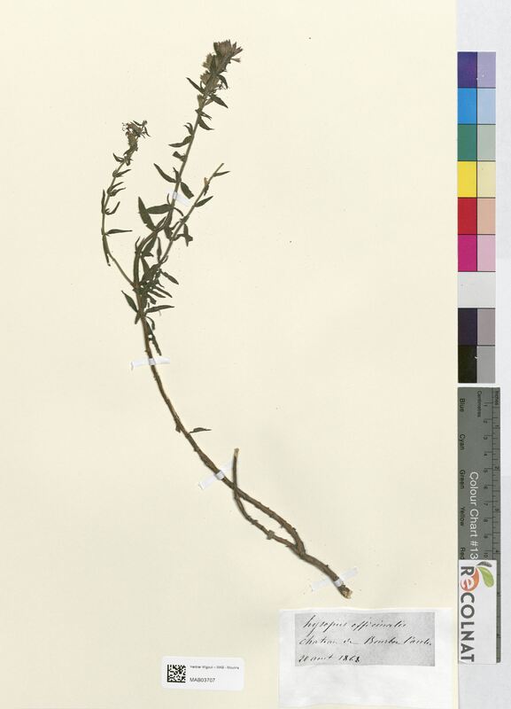 Hyssopus officinalis (Lamiaceae)