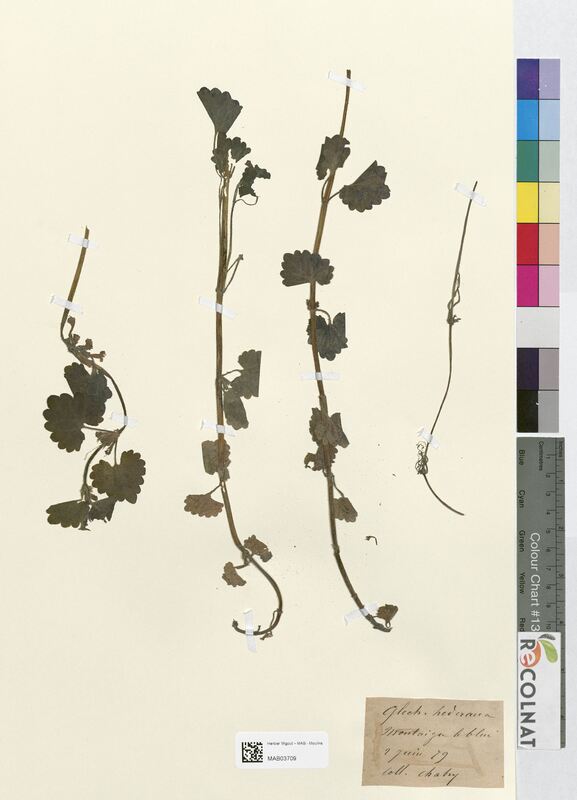 Glechoma hederacea (Lamiaceae)