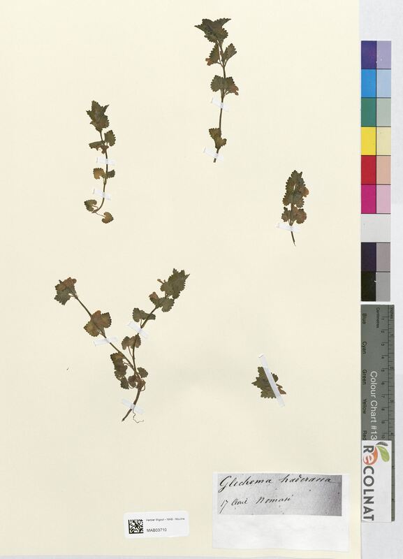 Glechoma hederacea (Lamiaceae)