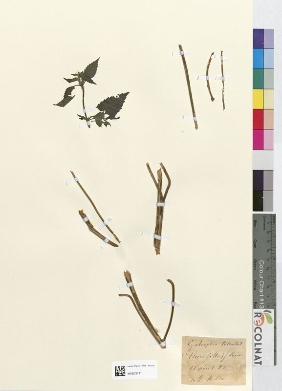 Galeopsis tetrahit (Lamiaceae)