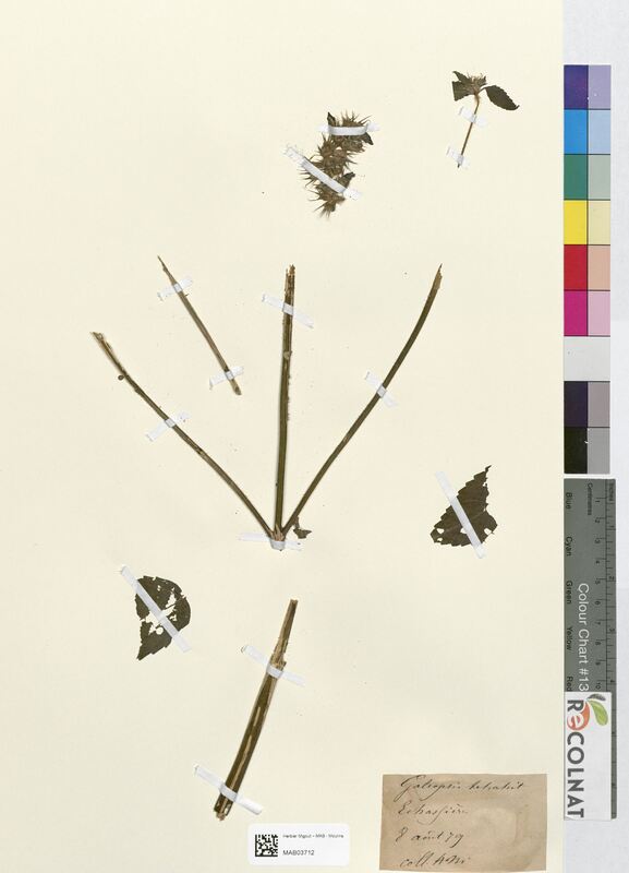 Galeopsis tetrahit (Lamiaceae)