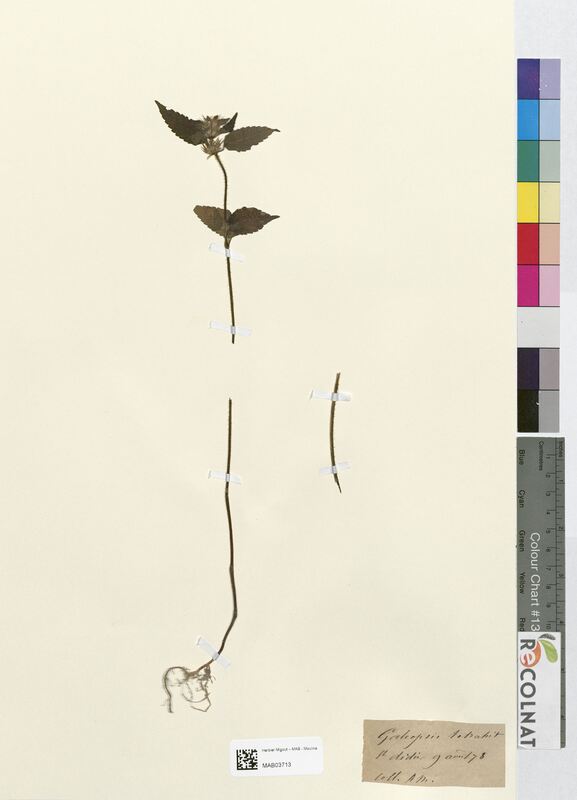 Galeopsis tetrahit (Lamiaceae)
