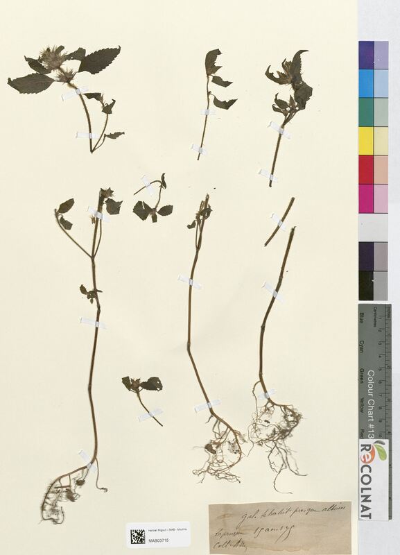 Galeopsis tetrahit (Lamiaceae)